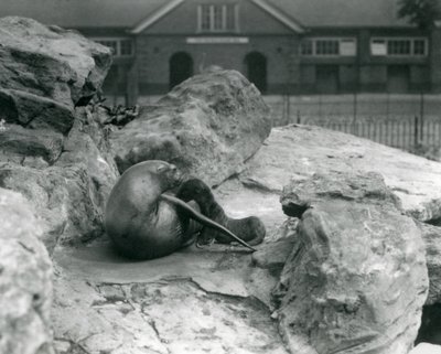 Una femmina di leone marino della California sdraiata su una terrazza rocciosa mentre allatta il suo cucciolo, Zoo di Londra, luglio 1925 da Frederick William Bond