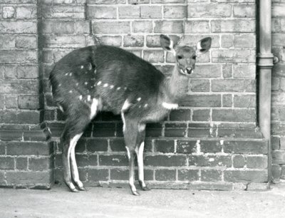 Una femmina di bushbuck del Capo che sta contro un muro allo Zoo di Londra, ottobre 1927 da Frederick William Bond