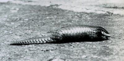 Un pangolino cinese femmina allo zoo di Londra nell
