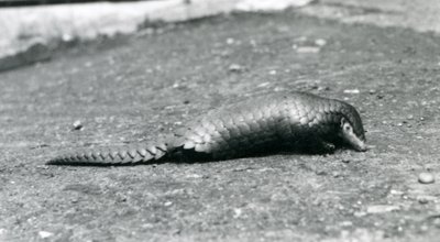 Un pangolino cinese femmina allo zoo di Londra nell