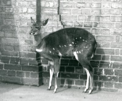 Una femmina di imbabala o bushbuck del Capo contro un muro allo Zoo di Londra, 6 ottobre 1927 da Frederick William Bond