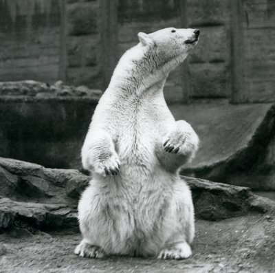 Una femmina di orso polare seduta sui suoi quarti posteriori sulle terrazze Mappin allo Zoo di Londra nel settembre 1928 da Frederick William Bond