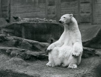 Una femmina di orso polare seduta sui suoi quarti posteriori sulle terrazze Mappin allo Zoo di Londra nel settembre 1928 da Frederick William Bond
