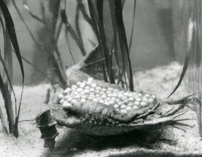 Una femmina di rospo Surinam con le sue uova incastonate nella pelle della schiena, Zoo di Londra da Frederick William Bond