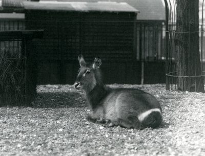 Una femmina di kobus ellipsiprymnus nel suo recinto al London Zoo, giugno 1924 da Frederick William Bond