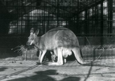Una femmina di canguro rosso con il suo piccolo nel marsupio, Zoo di Londra, 1922 da Frederick William Bond