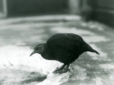 Un weka senza volo allo Zoo di Londra nel 1927 da Frederick William Bond