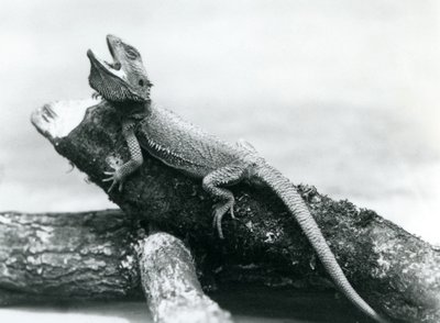 Un drago barbuto che si aggrappa a un tronco, Zoo di Londra, agosto 1928 da Frederick William Bond