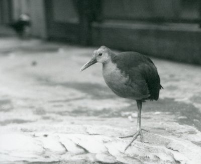 Un rallo dal collo grigio o rallo dal cappuccio grigio (Aramides cajaneus) in piedi su una gamba allo zoo di Londra nel settembre 1927 da Frederick William Bond