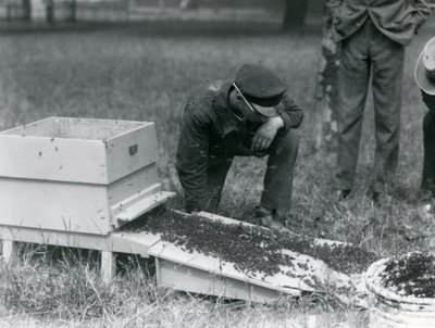 Un gruppo di custodi, incluso Brown, che spostano uno sciame di api, Zoo di Londra, luglio 1926 da Frederick William Bond