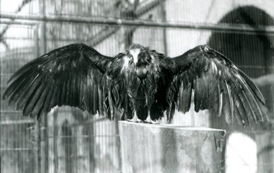 Un avvoltoio incappucciato, in piedi su un tronco con le ali spiegate, godendosi una pioggia di aprile allo Zoo di Londra, prima del 1930 (foto in b/n) da Frederick William Bond