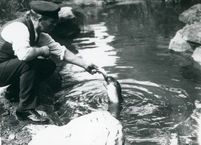 Un custode che dà da mangiare a un giovane foca incappucciata nella sua piscina allo zoo di Londra, giugno 1914 da Frederick William Bond