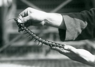 Un custode che tiene in mano un millepiedi gigante, Zoo di Londra, 1927 da Frederick William Bond