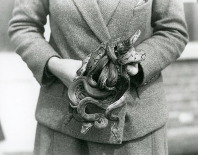 Un custode che tiene un nodo di giovani pitoni reali allo Zoo di Londra nel 1931 da Frederick William Bond