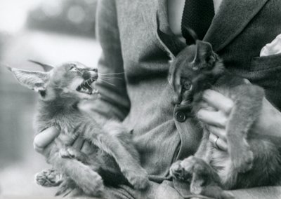 Un custode che tiene in grembo una coppia di cuccioli di caracal, Zoo di Londra, 1924 da Frederick William Bond