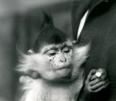 Un guardiano tiene Freckles, un Mangabey Crestato Nero o del Congo, Zoo di Londra, 1924 da Frederick William Bond