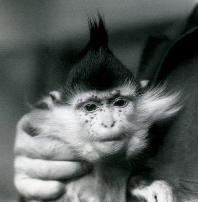 Un guardiano tiene Freckles, un Mangabey Crestato Nero o del Congo, Zoo di Londra, 1924 da Frederick William Bond