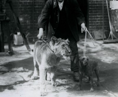 Un custode che porta a spasso un terrier irlandese e un giovane leone al guinzaglio, Zoo di Londra, settembre 1925 da Frederick William Bond