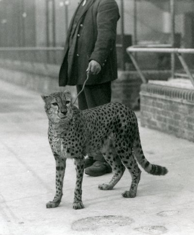 Un custode con un ghepardo al guinzaglio, Zoo di Londra da Frederick William Bond
