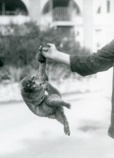 Un kinkajou sospeso dal dito di un custode per la sua coda prensile, Zoo di Londra, settembre 1925 da Frederick William Bond