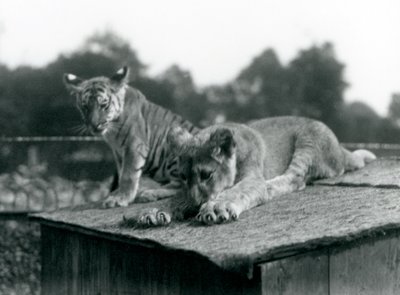 Un cucciolo di leone e un cucciolo di tigre seduti insieme sul tetto della loro tana, Zoo di Londra, settembre 1925 da Frederick William Bond