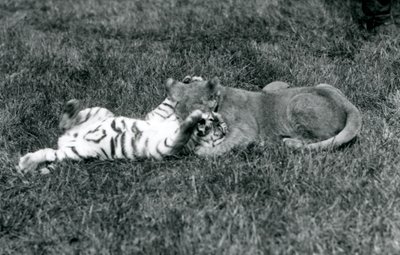 Un cucciolo di leone e una tigre lottano sull