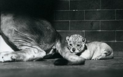 Un cucciolo di leone si sdraia dietro la coda della madre, Zoo di Londra, ottobre 1925 da Frederick William Bond