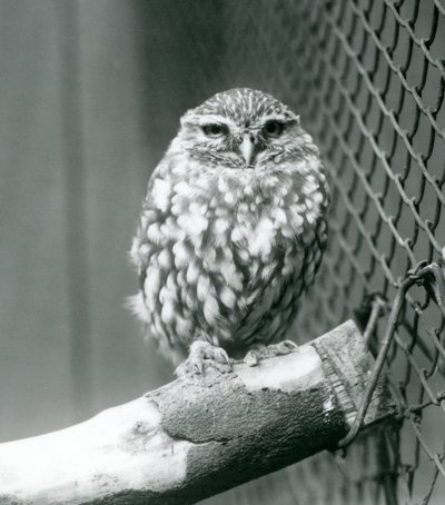 Un piccolo gufo seduto su un ramo accanto alla rete metallica del suo recinto, Zoo di Londra, novembre 1925 da Frederick William Bond