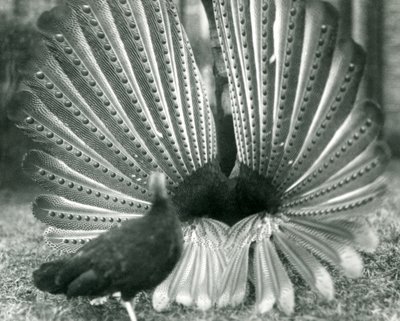 Un fagiano Argus maschio in display di corteggiamento, con una femmina accanto, Zoo di Londra, gennaio 1926 da Frederick William Bond