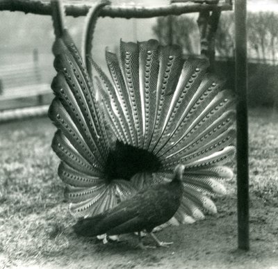 Un fagiano Argus maschio in display di corteggiamento, con una femmina accanto, Zoo di Londra, gennaio 1926 da Frederick William Bond