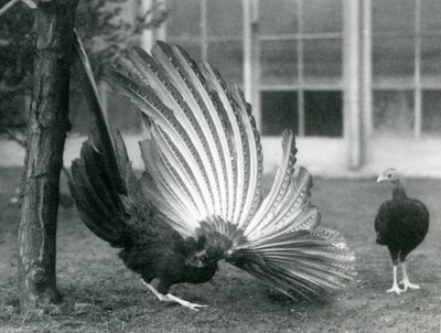 Un fagiano Argus maschio, o Grande Argus, che mostra le sue piume alari e caudali, mentre una femmina sta davanti a lui, zoo di Londra, gennaio 1926 da Frederick William Bond