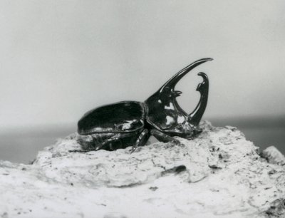 Un maschio di scarabeo Atlante che riposa sulla corteccia allo zoo di Londra da Frederick William Bond