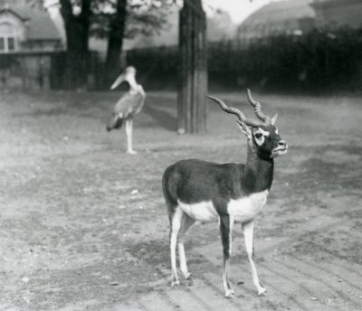 Un maschio di Blackbuck o Antilope Indiana in un recinto allo Zoo di Londra, ottobre 1926 da Frederick William Bond