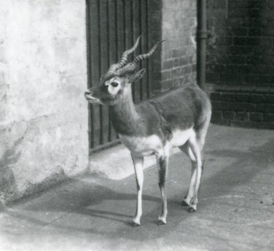 Un maschio di antilope cervicapra nel suo recinto al London Zoo, giugno 1925 da Frederick William Bond