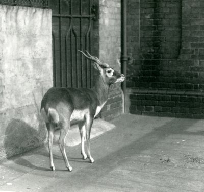 Un maschio di antilope cervicapra nel suo recinto al London Zoo, giugno 1925 da Frederick William Bond
