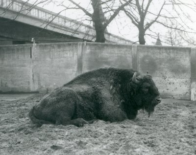 Un bisonte europeo maschio sdraiato sull