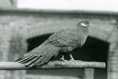 Un maschio di fagiano pavone grigio sul suo posatoio allo Zoo di Londra nel 1931 da Frederick William Bond