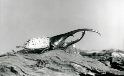 Un maschio di scarabeo Ercole che riposa sulla corteccia allo zoo di Londra da Frederick William Bond
