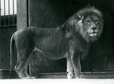 Un leone maschio al London Zoo, giugno 1924 da Frederick William Bond