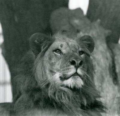 Un leone maschio allo Zoo di Londra nel 1929 da Frederick William Bond
