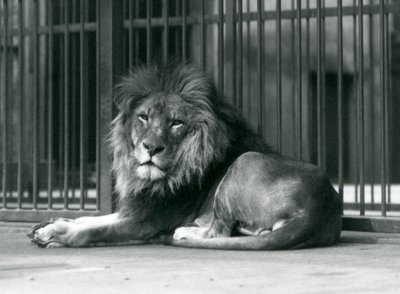 Un leone maschio sdraiato contro le sbarre del suo recinto, Zoo di Londra, settembre 1927 da Frederick William Bond