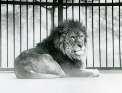 Un leone maschio che riposa nel suo recinto allo Zoo di Londra, marzo 1925 da Frederick William Bond