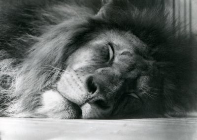 Un leone maschio che dorme nel suo recinto allo Zoo di Londra nel 1924 da Frederick William Bond
