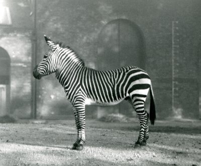 Una zebra maschio di montagna x zebra di montagna di Hartmann nel suo recinto allo Zoo di Londra nel settembre 1927 da Frederick William Bond