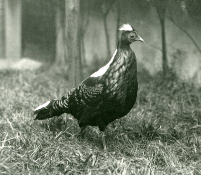 Un fagiano di Swinhoe maschio al London Zoo, settembre 1923 da Frederick William Bond