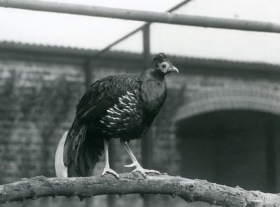 Un maschio di fagiano di Veilot/Crested Fireback in piedi su un ramo orizzontale allo Zoo di Londra nel 1928 (foto in b/n) da Frederick William Bond