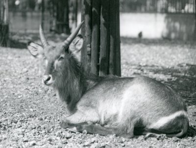 Un maschio di antilope d