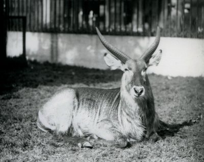 Un maschio di kobus defassa sdraiato sull