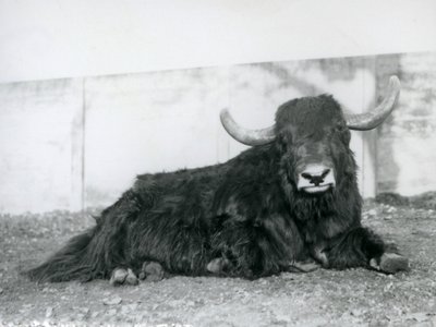 Un maschio di yak sdraiato nel suo recinto allo Zoo di Londra nel 1928 (foto in b/n) da Frederick William Bond
