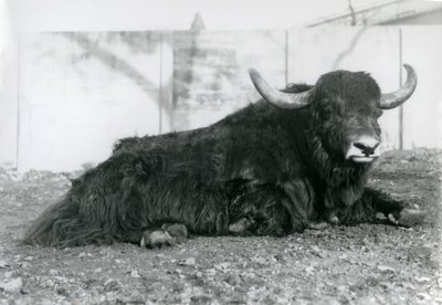 Un maschio di yak sdraiato nel suo recinto allo Zoo di Londra, agosto 1928 da Frederick William Bond